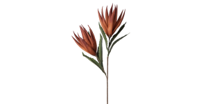 Desert Bird Of Paradise 2 Bloom 48L” Stem – Orange/Red