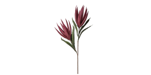 Desert Bird Of Paradise 2 Bloom 48L” Stem – Purple