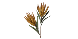 Desert Bird Of Paradise 2 Bloom 48L” Stem – Yellow/Orange