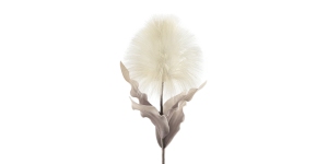 Desert Blooming Feather Pod 35L” Stem – Cream