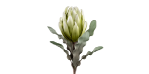 Desert Blooming Protea 33L” Stem – Green