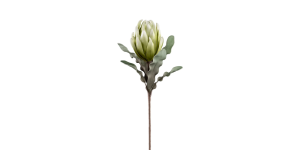 Desert Blooming Protea 33L” Stem – Green