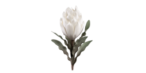 Desert Blooming Protea 33L” Stem – White
