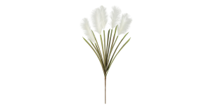 Desert Feather Pampas Grass Multi Bloom Stem