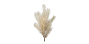 Desert Feather Pampas Stem – Cream