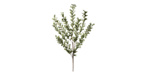 Desert Multi Bloom Eucalyptus 54L” Stem – Green
