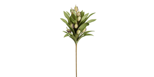 Desert Pod Succulent 39L” Bouquet Stem