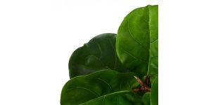 Fiddleleaf Tree 41h” Potted Faux Plant