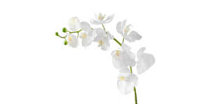 Orchid Faux Single Stem 30L” – White