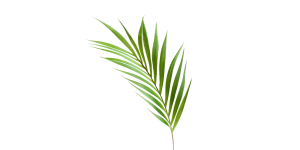 Palm Leaf 36L” Stem