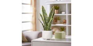 Riviera Ceramic Potted Faux 16h” Snake Plant
