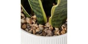 Riviera Ceramic Potted Faux 16h” Snake Plant