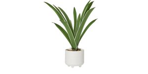 Riviera Ceramic Potted Faux 17h” Cymbidium Leaf Plant