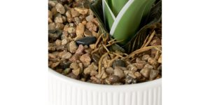 Riviera Ceramic Potted Faux 17h” Cymbidium Leaf Plant