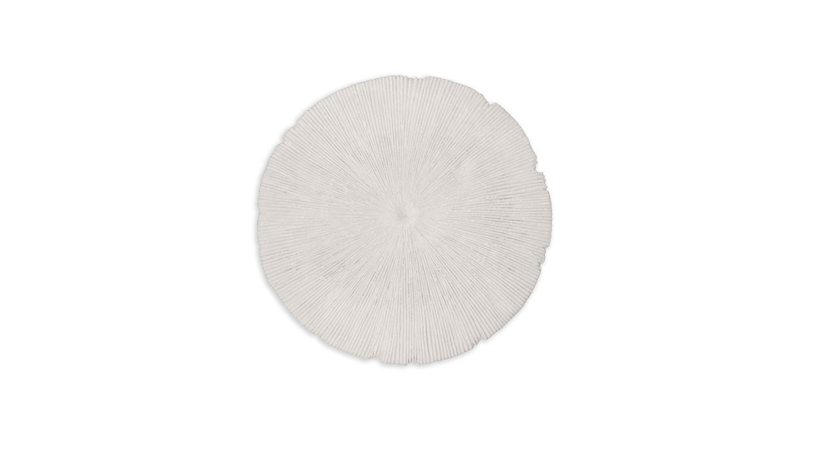 Sand Dollar – Small