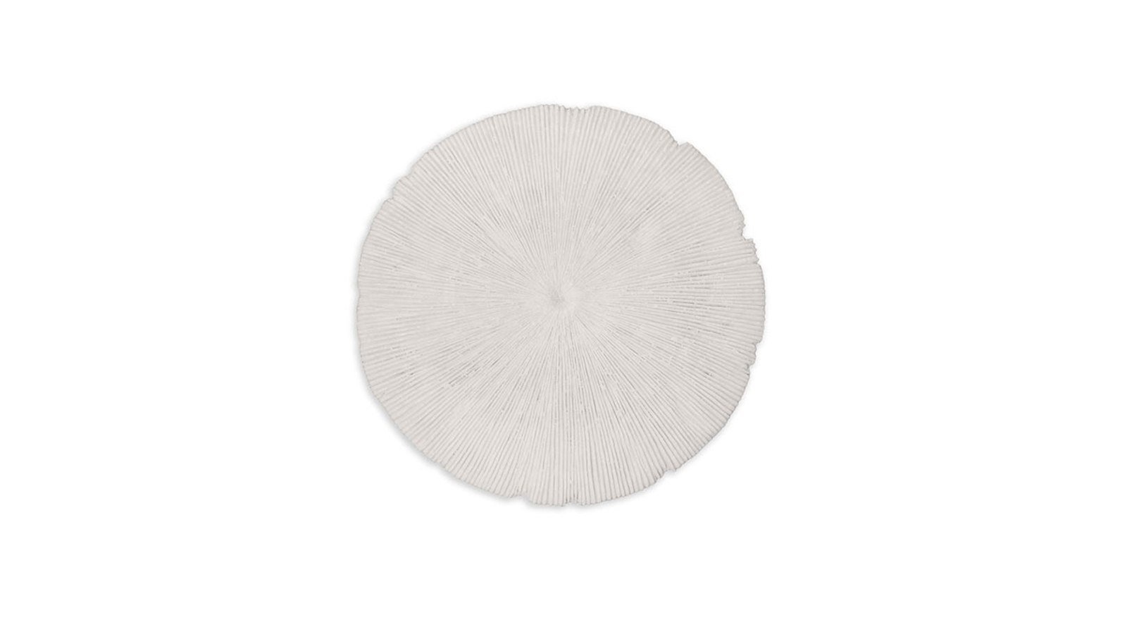 Sand Dollar – Small